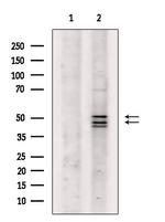 JNK1/JNK2/JNK3 Antibody in Western Blot (WB)