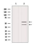 JNK1/JNK2/JNK3 Antibody in Western Blot (WB)