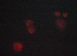 JNK1/JNK2/JNK3 Antibody in Immunocytochemistry (ICC/IF)