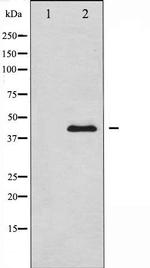 JNK1/JNK2/JNK3 Antibody in Western Blot (WB)