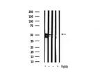 GSK3 alpha/beta Antibody in Western Blot (WB)