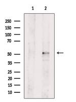 GSK3 alpha/beta Antibody in Western Blot (WB)