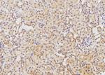 Ephrin B2 Antibody in Immunohistochemistry (Paraffin) (IHC (P))