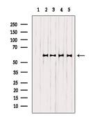 Ephrin B2 Antibody in Western Blot (WB)