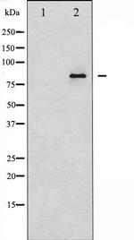 Ataxin 1 Antibody in Western Blot (WB)