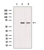 SMAD2/SMAD3 Antibody in Western Blot (WB)