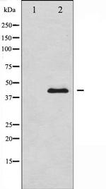 MEK1/MEK2 Antibody in Western Blot (WB)