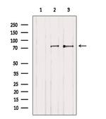 PKC delta Antibody in Western Blot (WB)