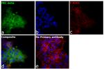 PKC delta Antibody in Immunocytochemistry (ICC/IF)