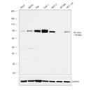 PKC delta Antibody in Western Blot (WB)