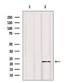 BIK Antibody in Western Blot (WB)