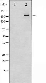 TRAP220 Antibody in Western Blot (WB)