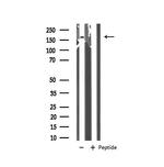 GRF-1 Antibody in Western Blot (WB)