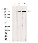 GRF-1 Antibody in Western Blot (WB)