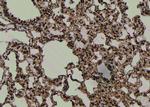 Phospho-TrkC (Tyr705) Antibody in Immunohistochemistry (Paraffin) (IHC (P))