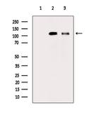 Phospho-TrkC (Tyr705) Antibody in Western Blot (WB)