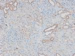 Phospho-ILK (Ser343) Antibody in Immunohistochemistry (Paraffin) (IHC (P))