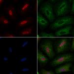 v-Myb Antibody in Immunocytochemistry (ICC/IF)