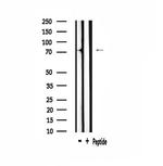 v-Myb Antibody in Western Blot (WB)