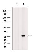 APOBEC3A Antibody in Western Blot (WB)