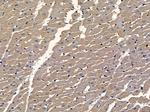 BEGAIN Antibody in Immunohistochemistry (Paraffin) (IHC (P))