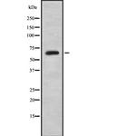 BEGAIN Antibody in Western Blot (WB)