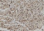 C/EBP zeta Antibody in Immunohistochemistry (Paraffin) (IHC (P))