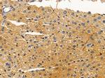 CYP4F2 Antibody in Immunohistochemistry (Paraffin) (IHC (P))