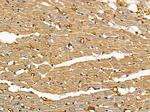 CYP4F2 Antibody in Immunohistochemistry (Paraffin) (IHC (P))