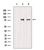 GBP4 Antibody in Western Blot (WB)