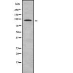 LONP2 Antibody in Western Blot (WB)