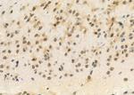 DUSP4 Antibody in Immunohistochemistry (Paraffin) (IHC (P))