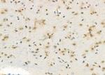 DUSP4 Antibody in Immunohistochemistry (Paraffin) (IHC (P))