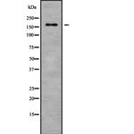 CD171 Antibody in Western Blot (WB)