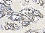 Nidogen Antibody in Immunohistochemistry (Paraffin) (IHC (P))