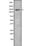 Nidogen Antibody in Western Blot (WB)