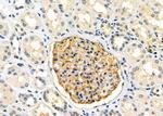 NMUR1 Antibody in Immunohistochemistry (Paraffin) (IHC (P))