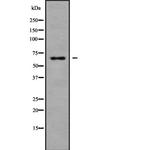 NOX3 Antibody in Western Blot (WB)