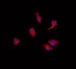 OCT6 Antibody in Immunocytochemistry (ICC/IF)