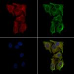 RRH Antibody in Immunocytochemistry (ICC/IF)