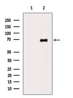 A26C2/A26C3 Antibody in Western Blot (WB)