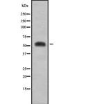 PRPF31 Antibody in Western Blot (WB)