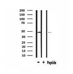 AGFG2 Antibody in Western Blot (WB)