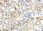 RhoG Antibody in Immunohistochemistry (Paraffin) (IHC (P))