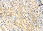 RhoG Antibody in Immunohistochemistry (Paraffin) (IHC (P))