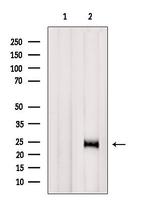 RhoG Antibody in Western Blot (WB)