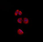 RPS2 Antibody in Immunocytochemistry (ICC/IF)