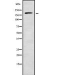 RREB1 Antibody in Western Blot (WB)