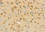 SPHK2 Antibody in Immunohistochemistry (Paraffin) (IHC (P))