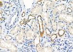 STAM2 Antibody in Immunohistochemistry (Paraffin) (IHC (P))